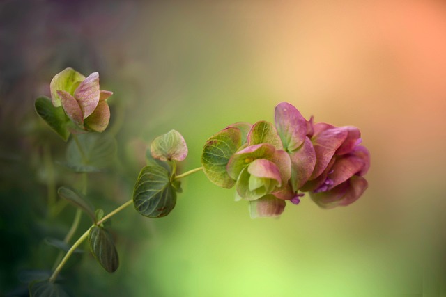 mediterranean herb box with rosemary oregano sage and thyme seedlings in terracotta pots
