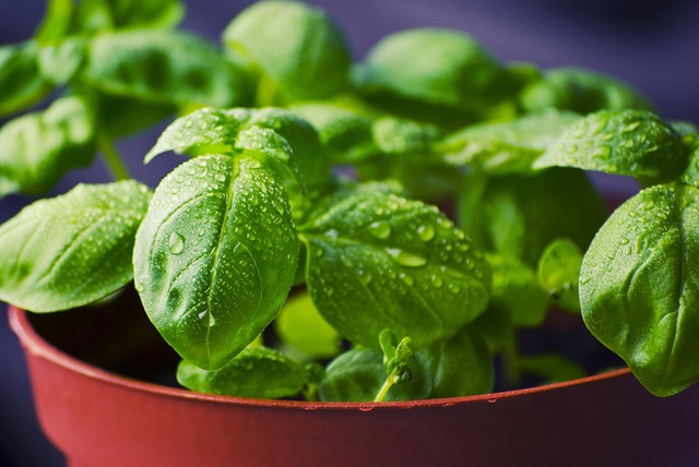 herb starter kit with basil thyme mint and parsley seedlings in biodegradable pots on kitchen windowsill